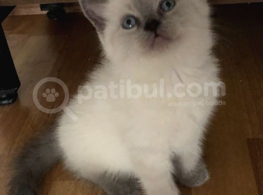 Blue Point Dişi Yavrumuz