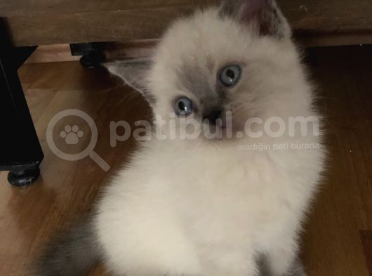 Blue Point Dişi Yavrumuz görsel