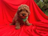 Orjinal Toy Poodle