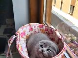 Muhteşem Renkte Lilac Ve Beyaz Scottish Fold Yavrular