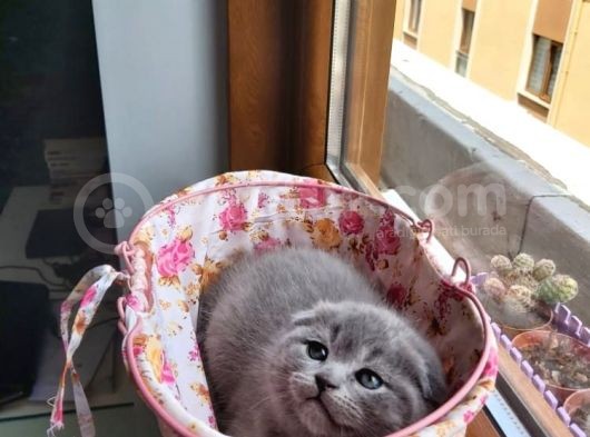 Muhteşem Renkte Lilac Ve Beyaz Scottish Fold Yavrular