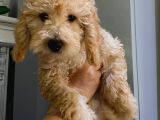 4 Aylık Dişi Poodle Yavrumuz