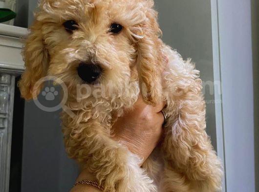 4 Aylık Dişi Poodle Yavrumuz görsel