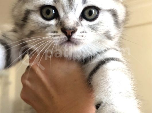 Sıfır Kulak Dişi