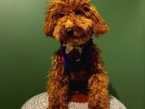 10 Aylık Erkek Minyatür Poodle Redbrown