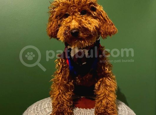 10 Aylık Erkek Minyatür Poodle Redbrown görsel