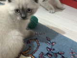 Scottish Fold