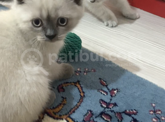 Scottish Fold