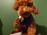 10 Aylık Erkek Minyatür Poodle RedBrown