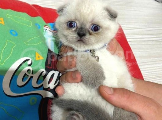 Scottish Fold görsel