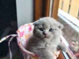 Muhteşem Renkte Lilac Ve Beyaz Scottish Fold Yavrular