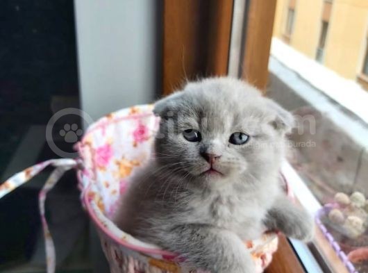Muhteşem Renkte Lilac Ve Beyaz Scottish Fold Yavrular görsel