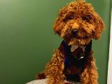 10 Aylık Erkek Minyatür Poodle Redbrown