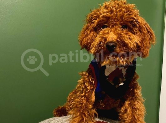 10 Aylık Erkek Minyatür Poodle Redbrown görsel