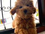 4 Aylık Maltipoo Erkek Yavrumuz