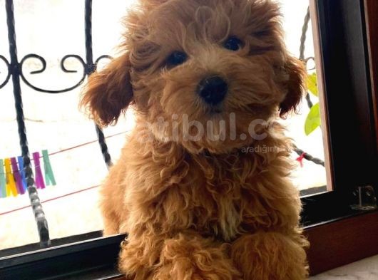 4 Aylık Maltipoo Erkek Yavrumuz
