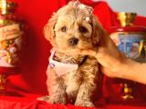 Wc Eğitimli Maltipoo Yavrular