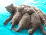 2 Aylık British Shorthair Dişi