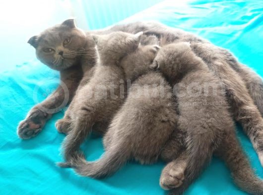2 Aylık British Shorthair Dişi görsel