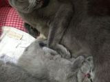 2 Aylık British Shorthair Dişi