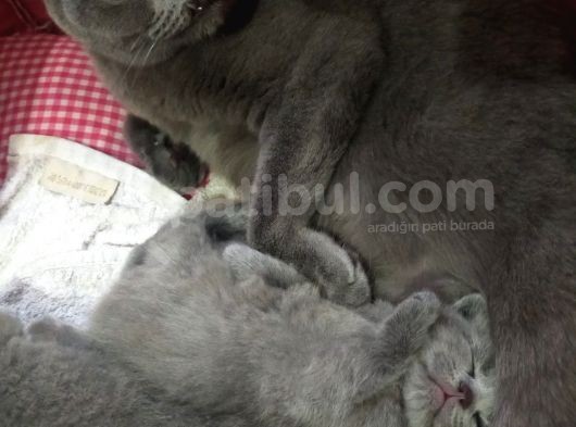 2 Aylık British Shorthair Dişi görsel