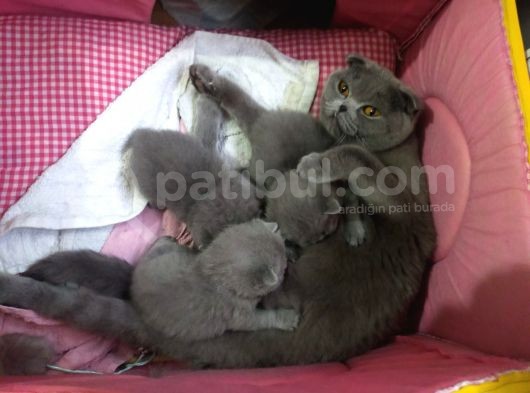 2 Aylık British Shorthair Dişi görsel