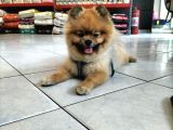 Orjinal Ayisurat Pomeranian Boo