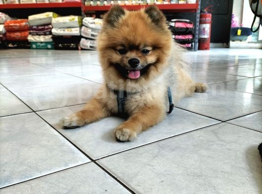 Orjinal Ayisurat Pomeranian Boo