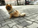 Orjinal Ayisurat Pomeranian Boo
