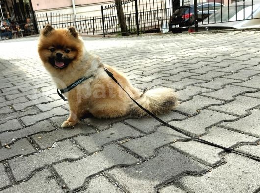 Orjinal Ayisurat Pomeranian Boo görsel