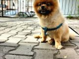 Orjinal Ayisurat Pomeranian Boo