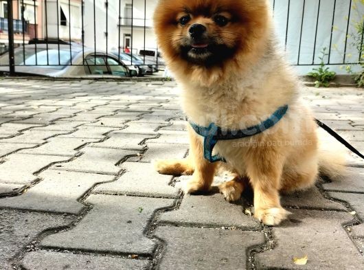 Orjinal Ayisurat Pomeranian Boo görsel
