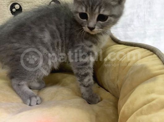 Blue Golden Si̇lver Poi̇nt Safkan Di̇şi̇ Yavrumuz görsel