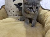 Blue Golden Si̇lver Poi̇nt Safkan Di̇şi̇ Yavrumuz