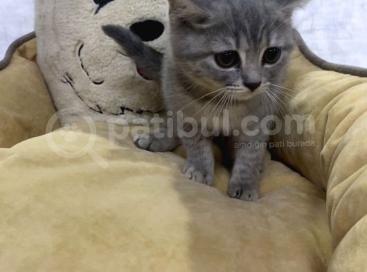 Blue Golden Si̇lver Poi̇nt Safkan Di̇şi̇ Yavrumuz görsel