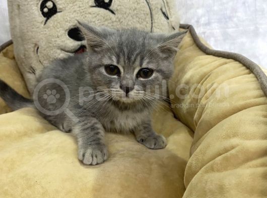 Blue Golden Si̇lver Poi̇nt Safkan Di̇şi̇ Yavrumuz görsel