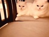 Muhtesem Tuy Yapisiyla Chincilla Yavrumuz
