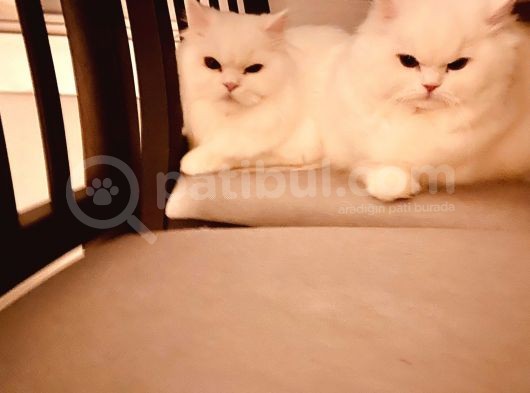 Muhtesem Tuy Yapisiyla Chincilla Yavrumuz görsel