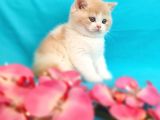 Muhteşem British Shorthair Bebekler