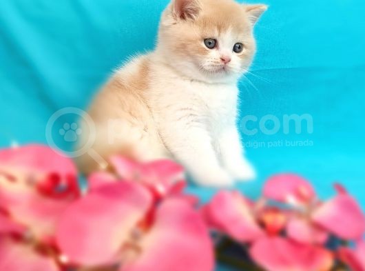 Muhteşem British Shorthair Bebekler görsel
