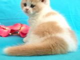 Muhteşem British Shorthair Bebekler
