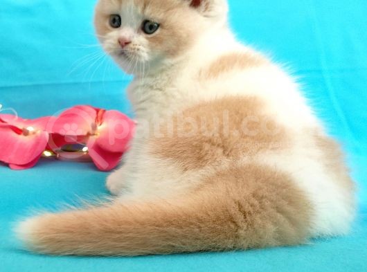 Muhteşem British Shorthair Bebekler görsel