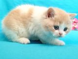 Muhteşem British Shorthair Bebekler