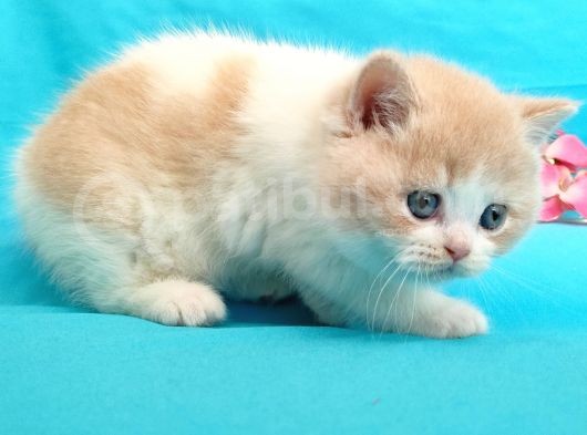 Muhteşem British Shorthair Bebekler görsel