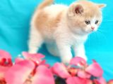 Muhteşem British Shorthair Bebekler