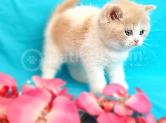 Muhteşem British Shorthair Bebekler