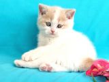 Muhteşem British Shorthair Bebekler