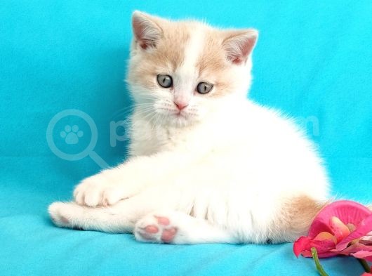 Muhteşem British Shorthair Bebekler görsel