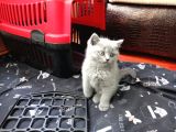 2 Aylık British Shorthair Dişi