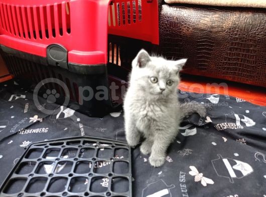 2 Aylık British Shorthair Dişi görsel